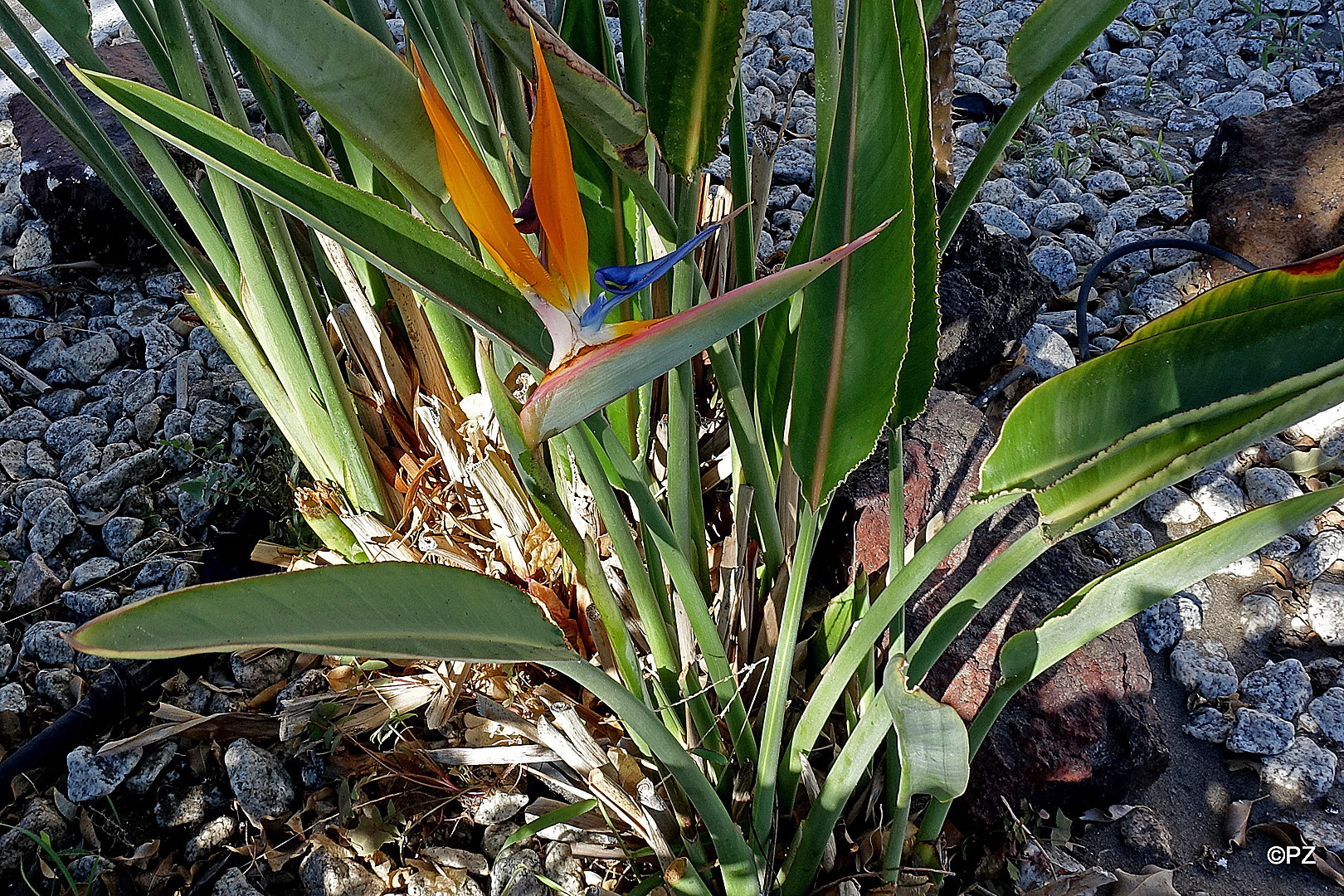 Mittwochsblümchen: Strelitzie ...