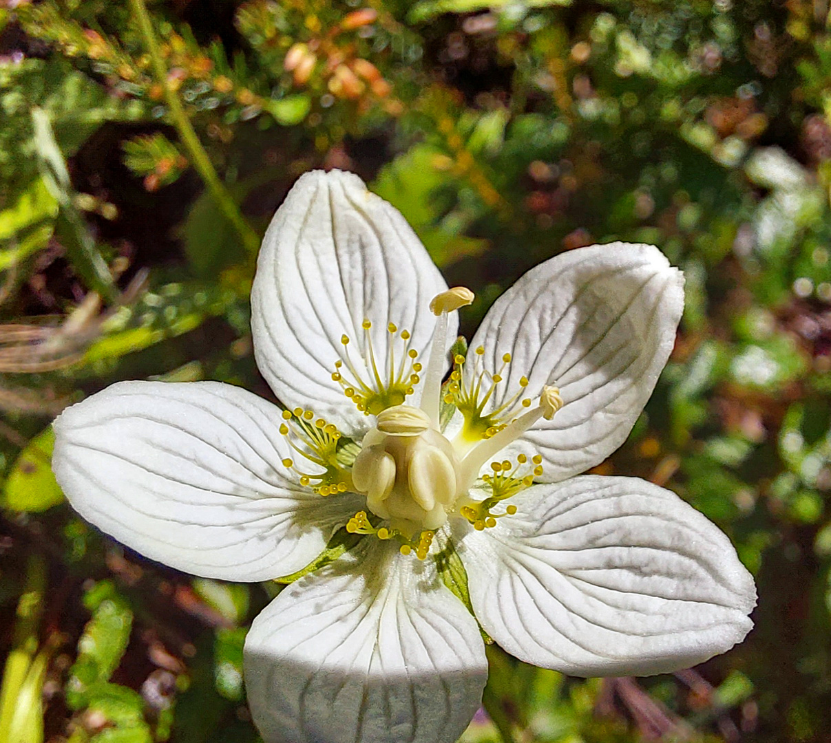 Mittwochsblümchen: Sumpfherzblatt