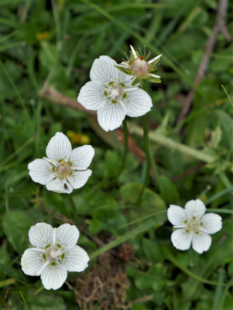 Mittwochsblümchen: Sumpfherzblatt