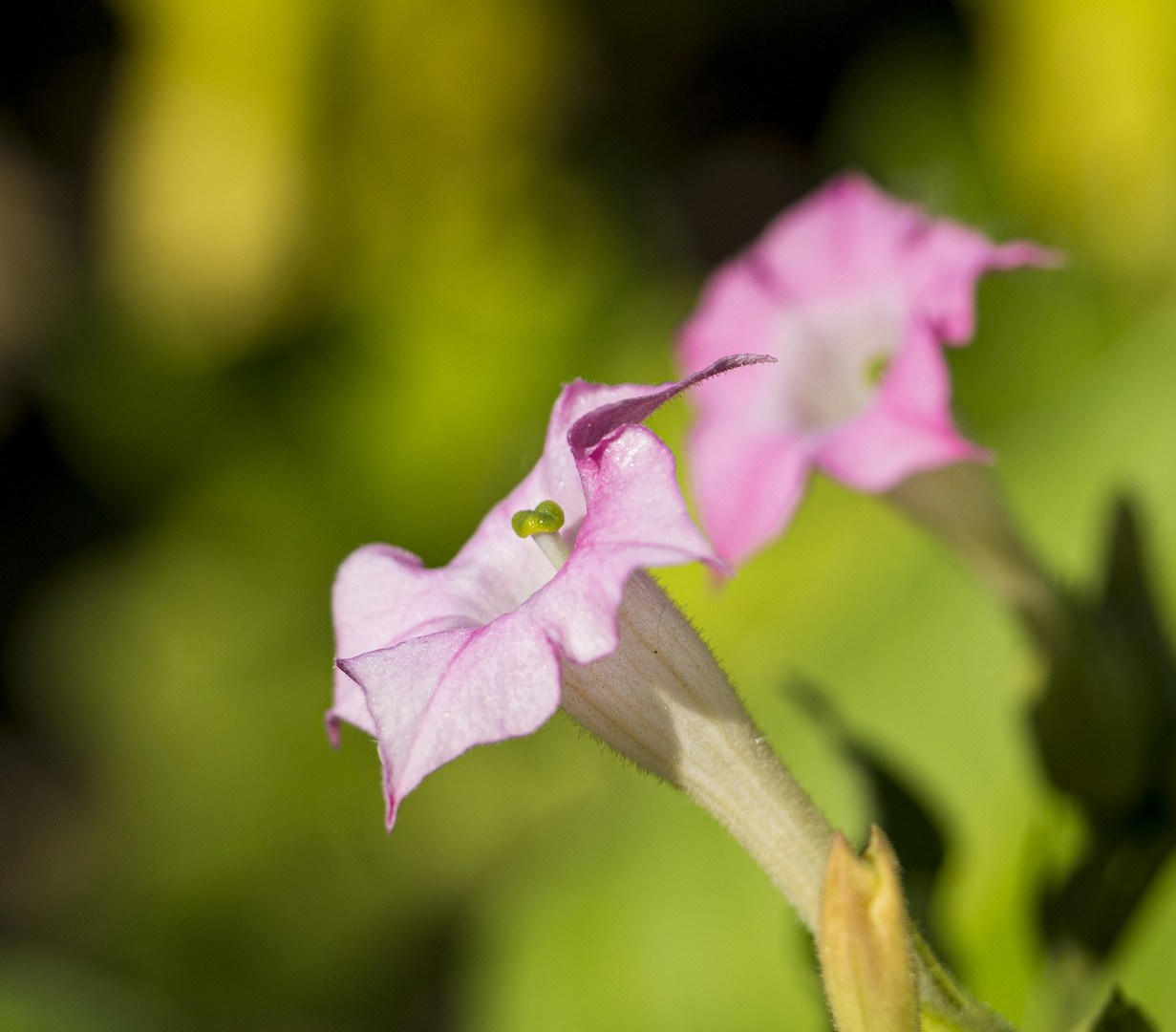 Mittwochsblümchen - Tabakblüte