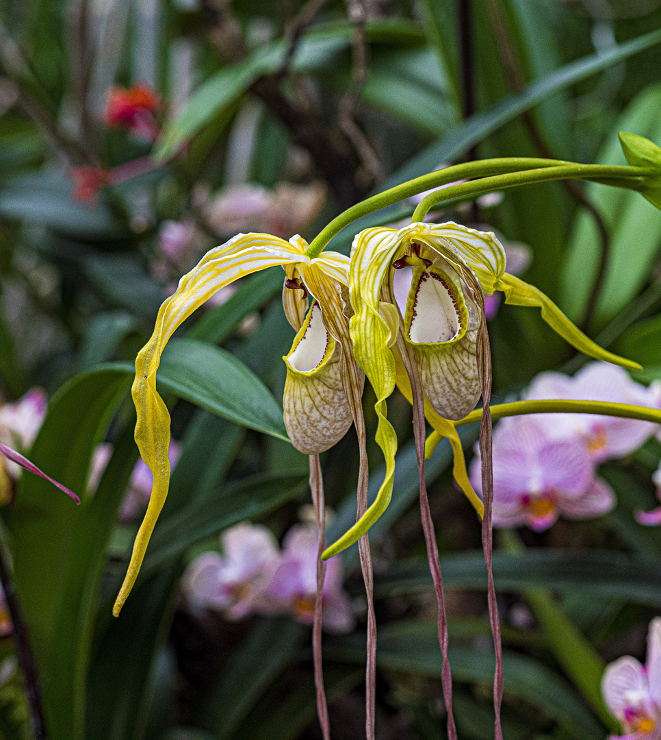 Mittwochsblümchen - Tanzschuhe - Orchidee