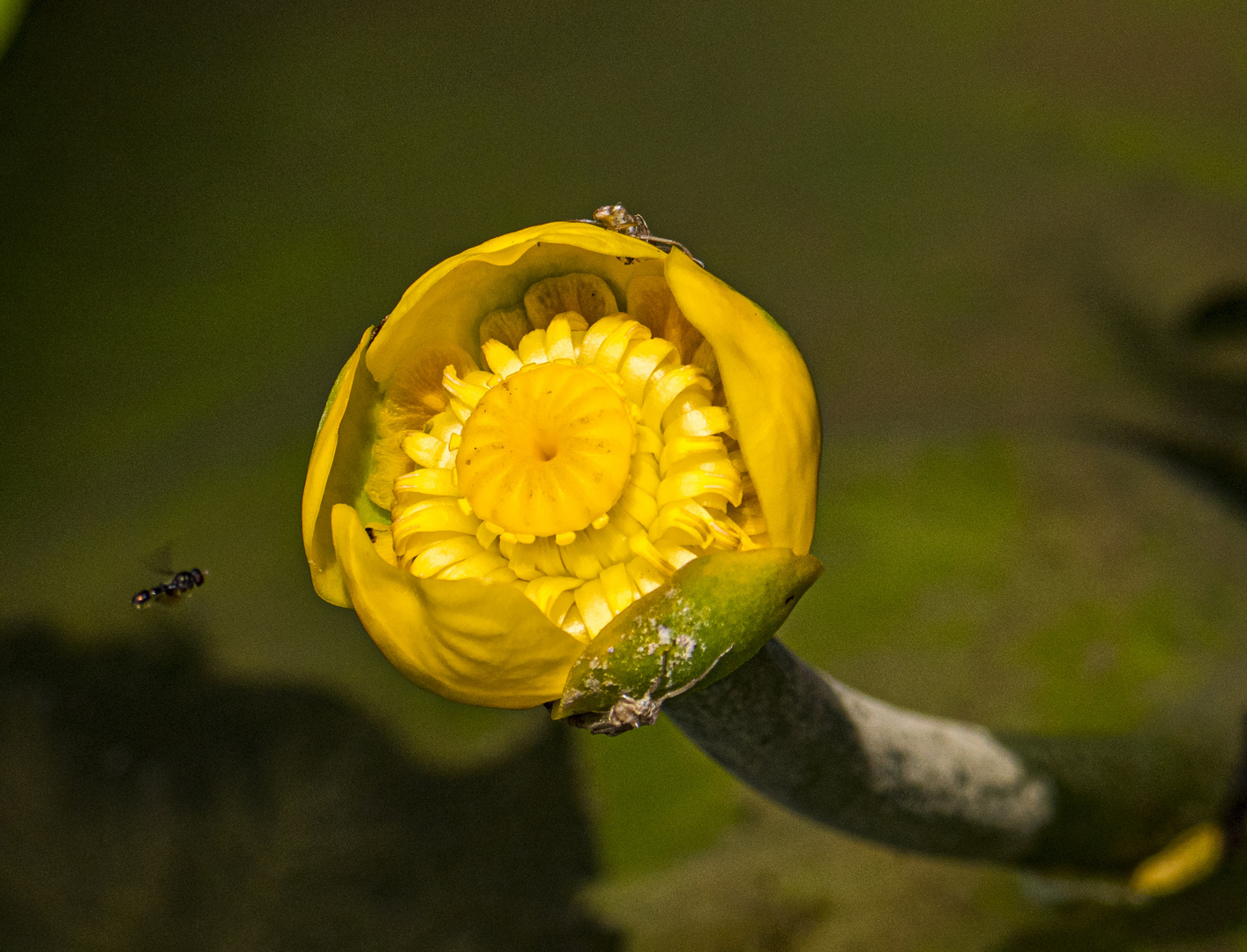 Mittwochsblümchen - Teichmummel