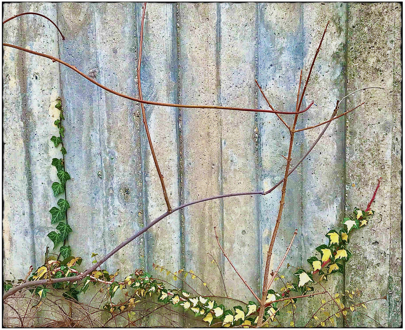 Mittwochsblümchen- The wall