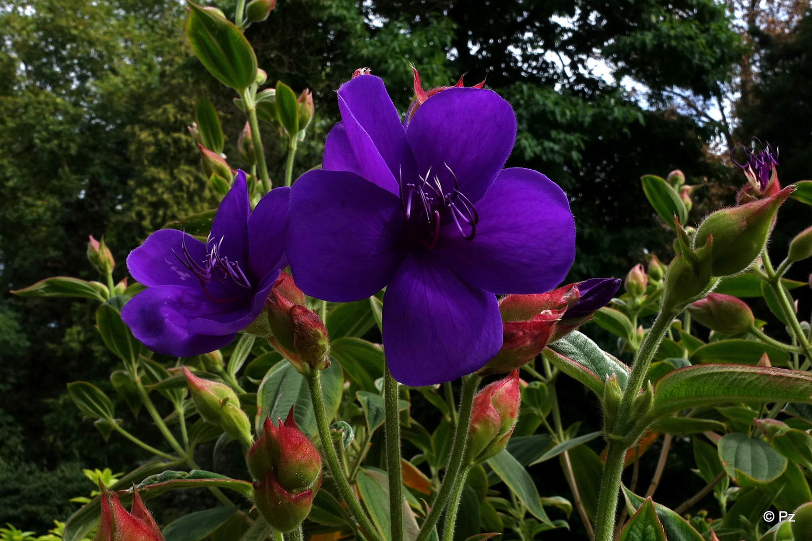 Mittwochsblümchen: "Tibouchina urvilleana" ...