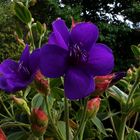 Mittwochsblümchen: "Tibouchina urvilleana" ...