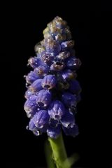 Mittwochsblümchen: Traubenhyazinthe (Muscari)