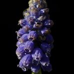 Mittwochsblümchen: Traubenhyazinthe (Muscari)