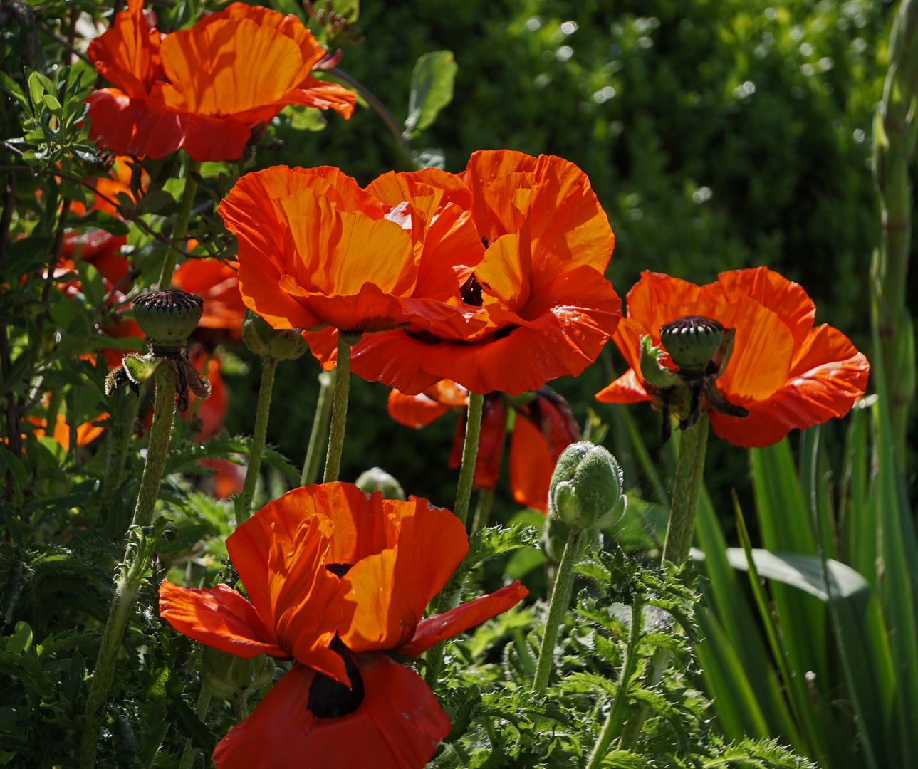 Mittwochsblümchen - Türkischer Mohn