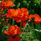 Mittwochsblümchen - Türkischer Mohn