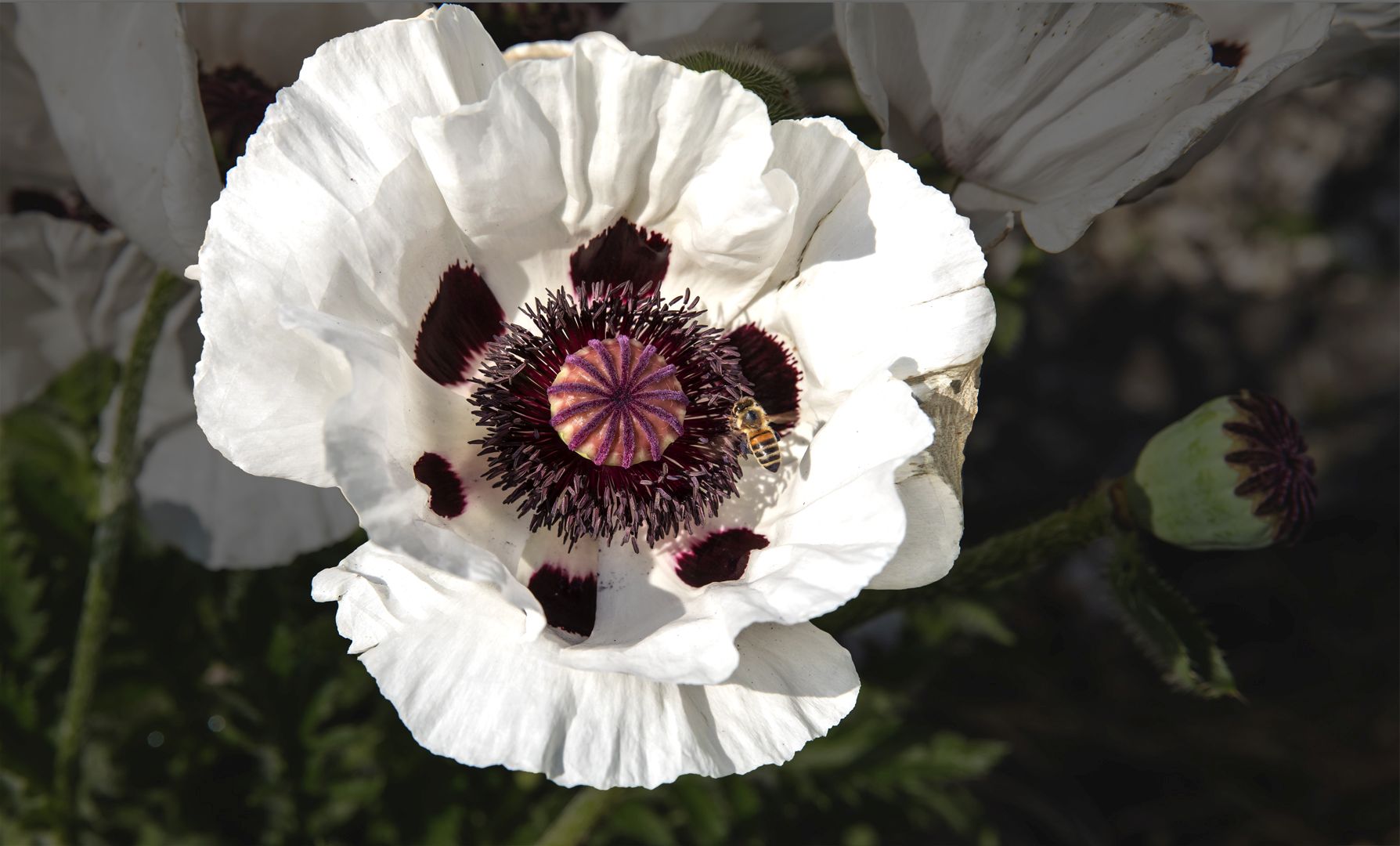 Mittwochsblümchen - Türkischer Mohn