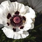 Mittwochsblümchen - Türkischer Mohn