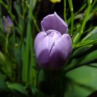 Mittwochsblümchen-Tulpe