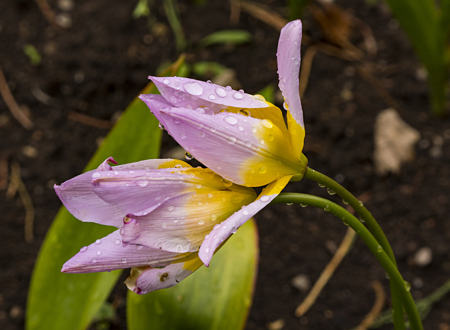 Mittwochsblümchen - Tulpe nach dem Regen