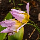 Mittwochsblümchen - Tulpe nach dem Regen