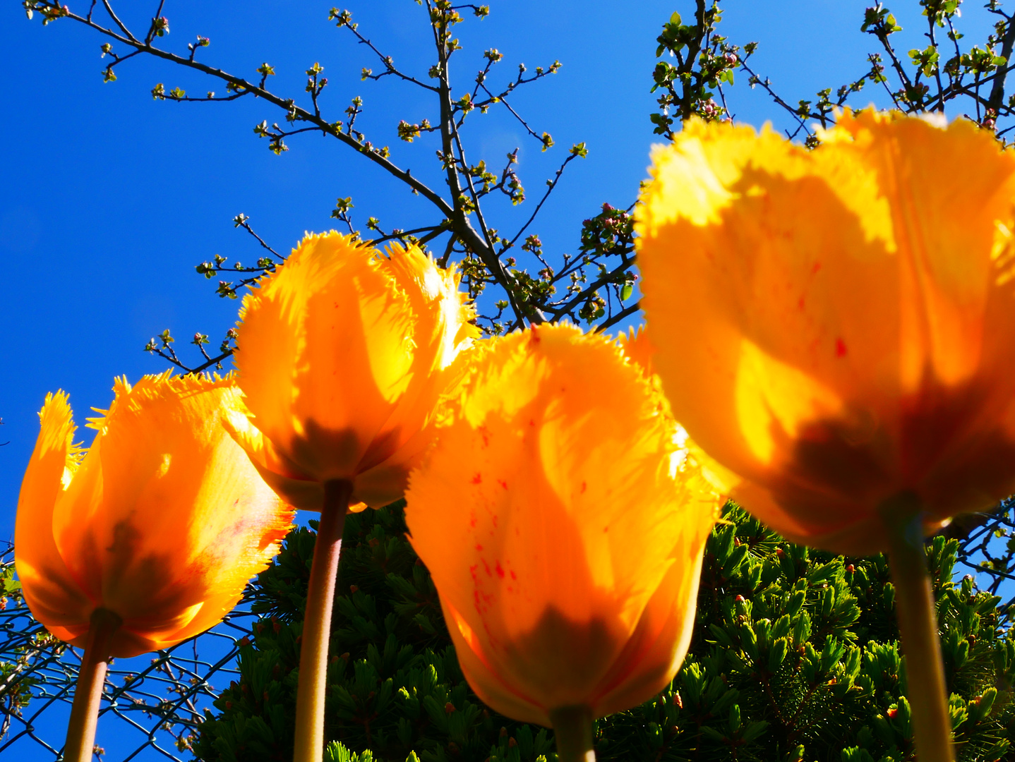 Mittwochsblümchen Tulpen