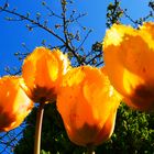 Mittwochsblümchen Tulpen