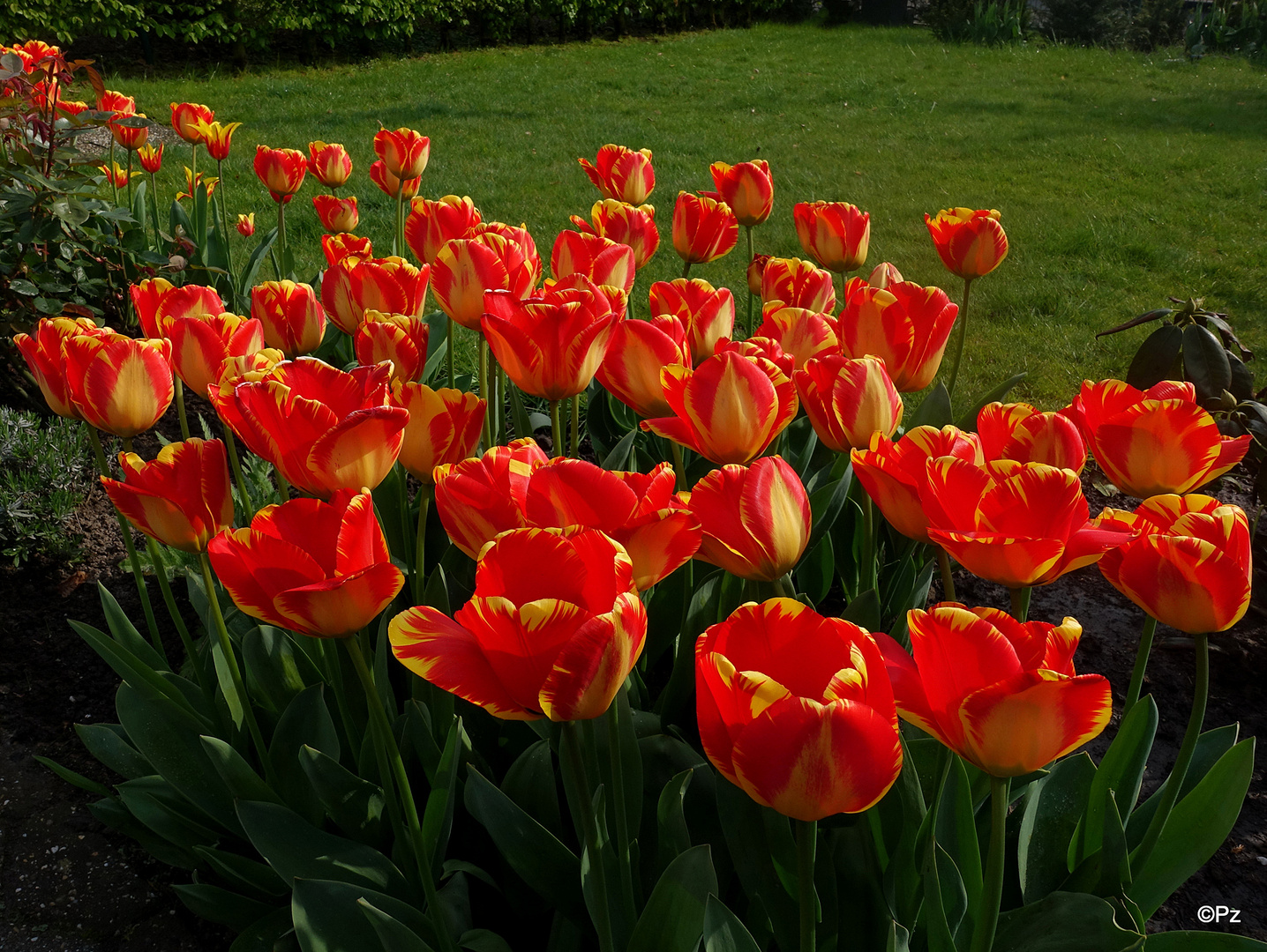 Mittwochsblümchen: Tulpen ...