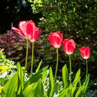 Mittwochsblümchen - Tulpen in der Sonne