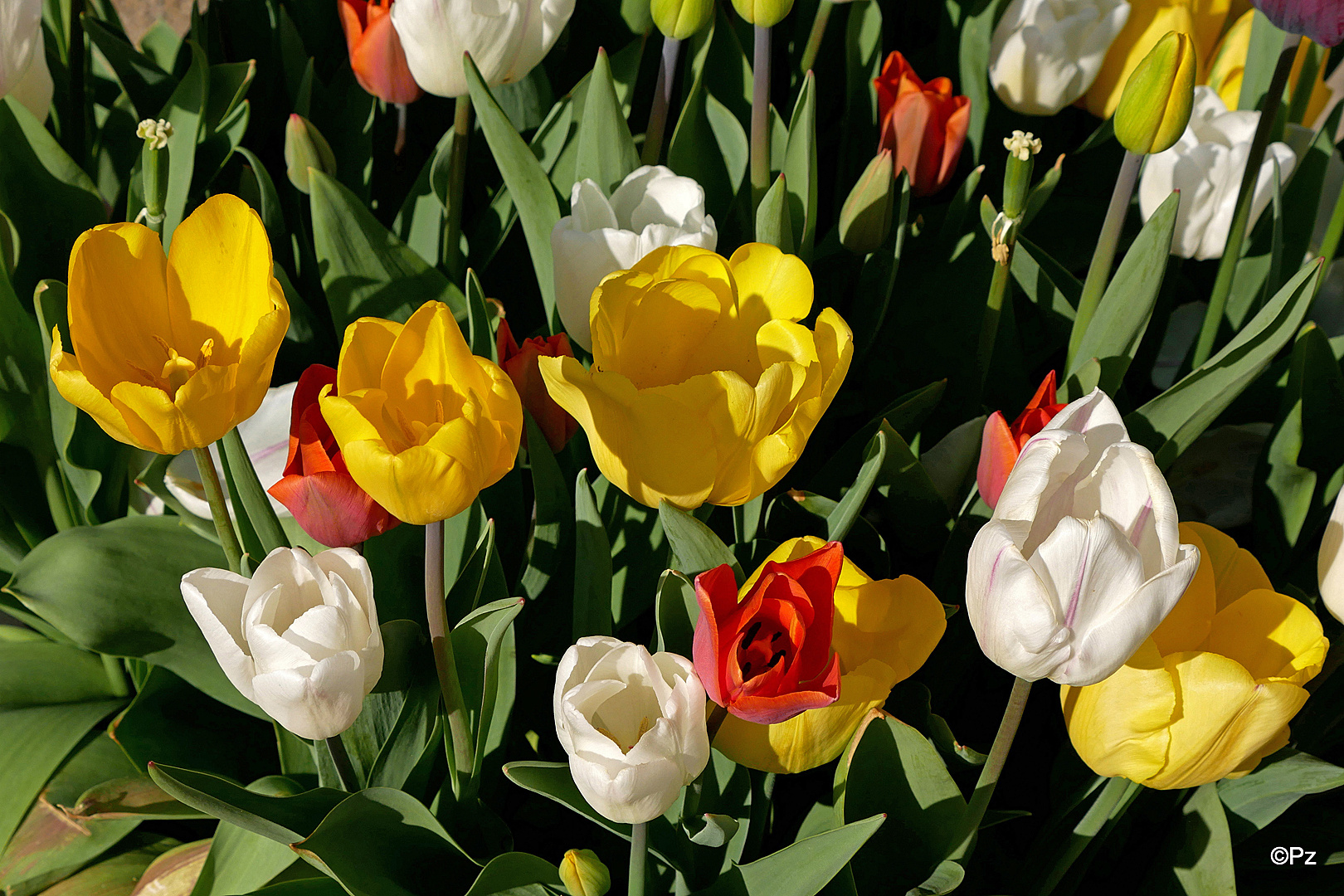 Mittwochsblümchen: Tulpenblüten ...