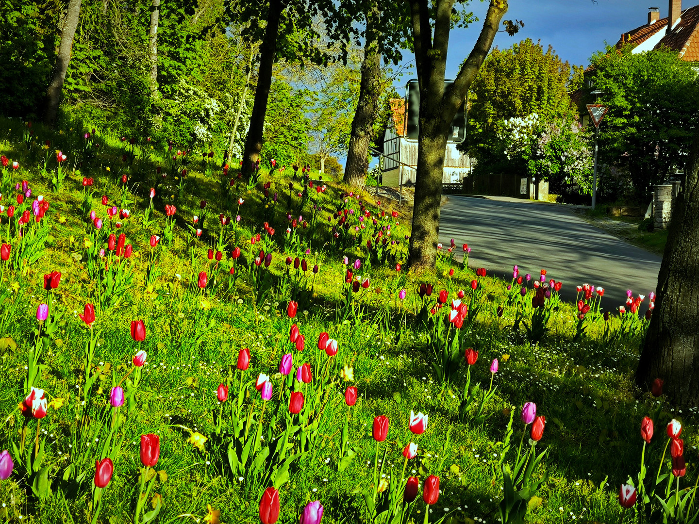 Mittwochsblümchen - Tulpenpracht im Sonnenschein in Niedernjesa