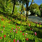 Mittwochsblümchen - Tulpenpracht im Sonnenschein in Niedernjesa