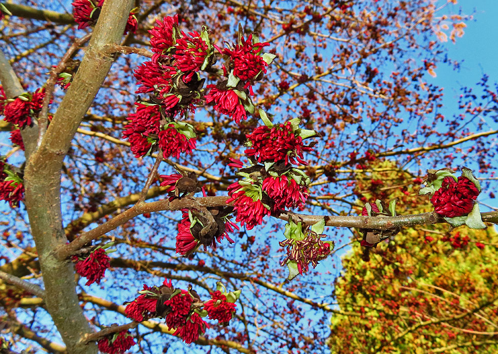 Mittwochsblümchen: unbekannte Blüten