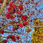 Mittwochsblümchen: unbekannte Blüten