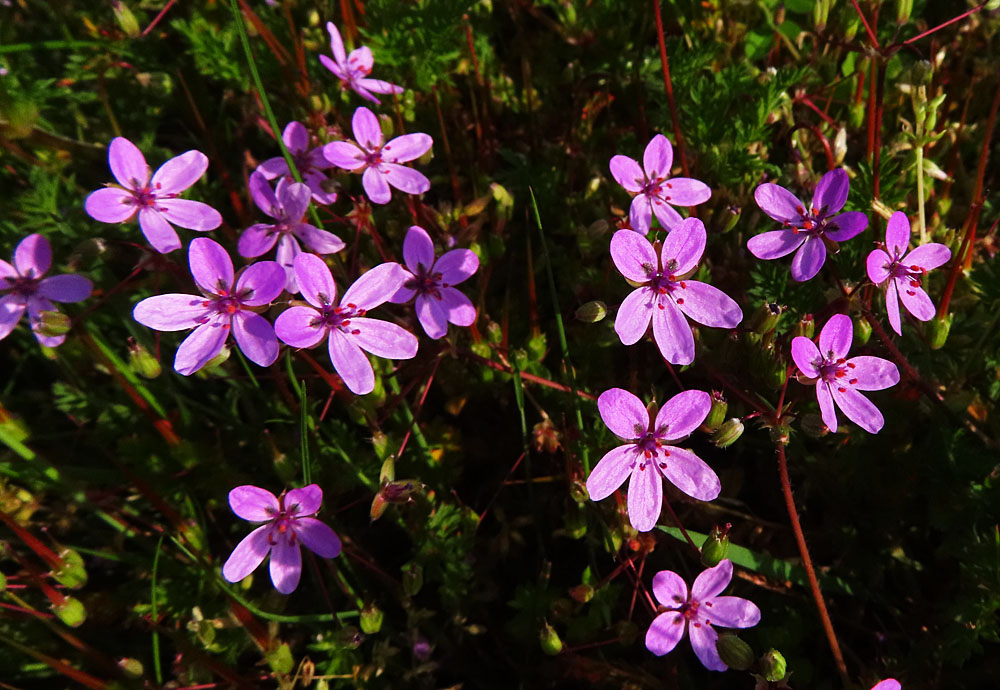 Mittwochsblümchen: unbekanntes Blümchen