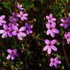 Mittwochsblümchen: unbekanntes Blümchen