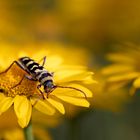 Mittwochsblümchen und Besucher in Gelb