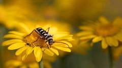 Mittwochsblümchen und Besucher in Gelb