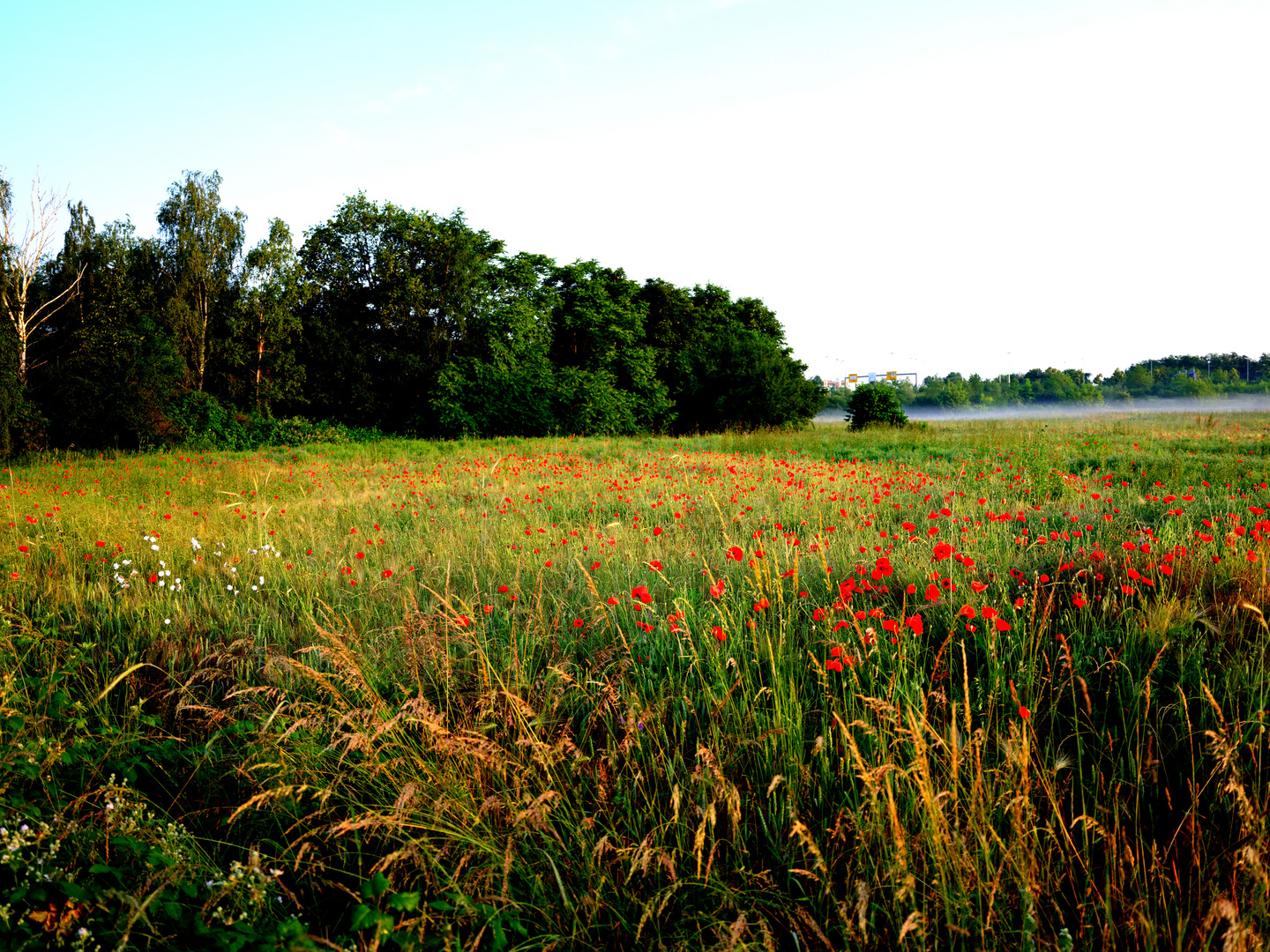 Mittwochsblümchen und Morgennebel