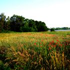 Mittwochsblümchen und Morgennebel