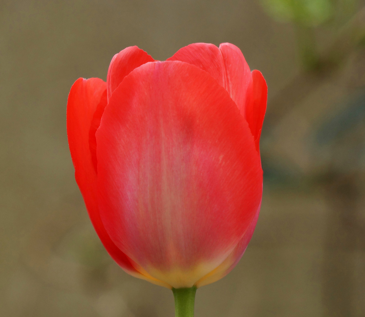 Mittwochsblümchen und so.....