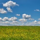 Mittwochsblümchen unter Bayrischem Himmel... :-)