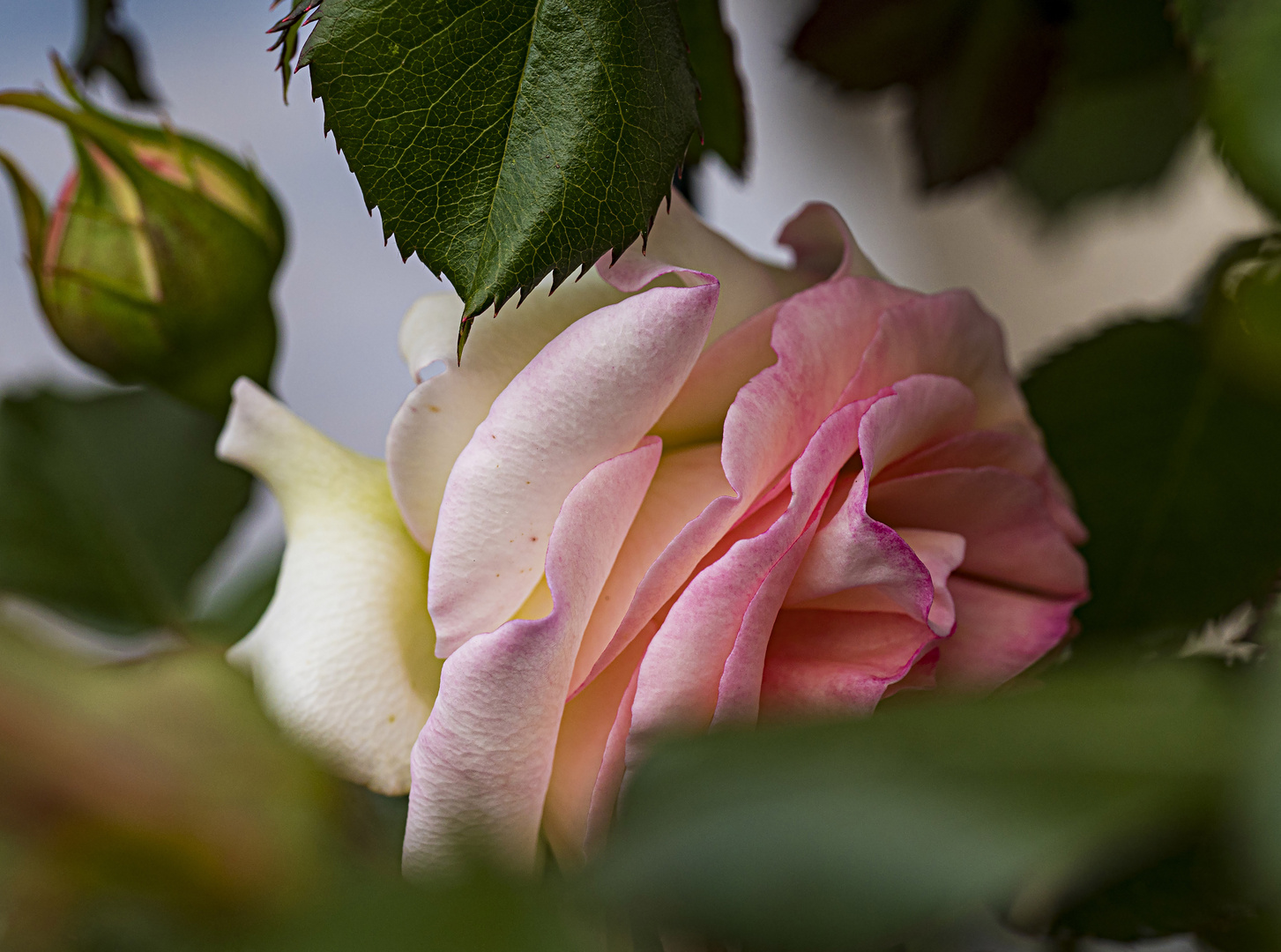 Mittwochsblümchen - Versteckte Rose