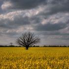 Mittwochsblümchen: Vertrocknet mitten im Blütenmeer