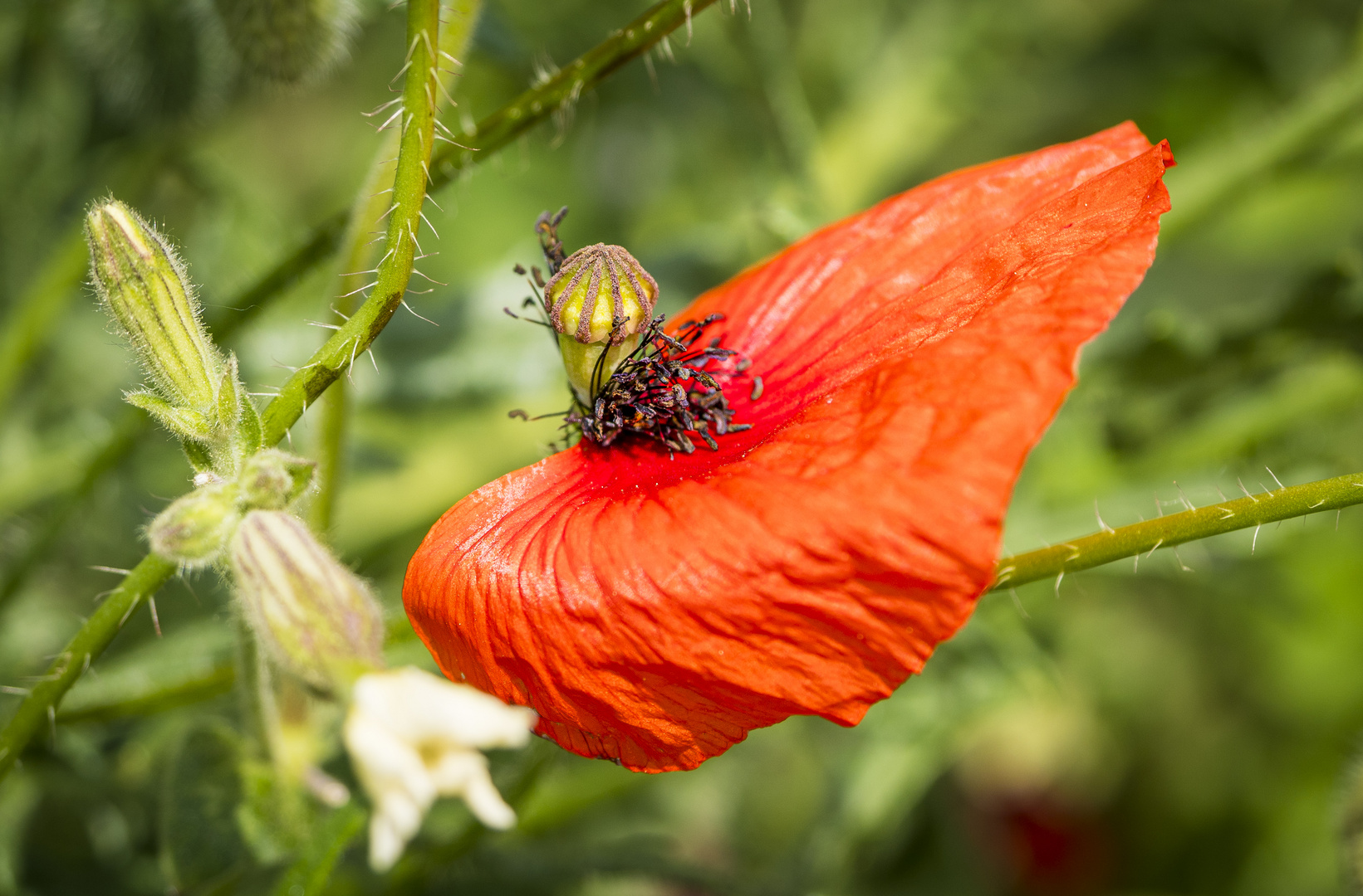 Mittwochsblümchen - verwehter Rest der Blüte