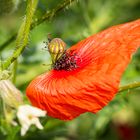 Mittwochsblümchen - verwehter Rest der Blüte