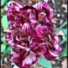 Mittwochsblümchen- Vielblättrige Tulpe