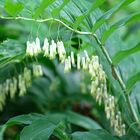 Mittwochsblümchen: Vielblütige Weißwurz (Polygonatum multiflorum) - Blüten ...