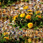 Mittwochsblümchen - Vision mit gelben Blüten - Löwenzahn