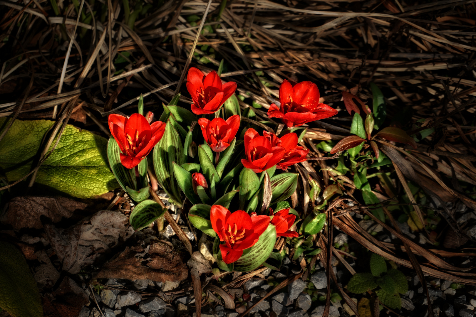 Mittwochsblümchen - Vision mit roten Tulpen