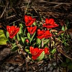 Mittwochsblümchen - Vision mit roten Tulpen