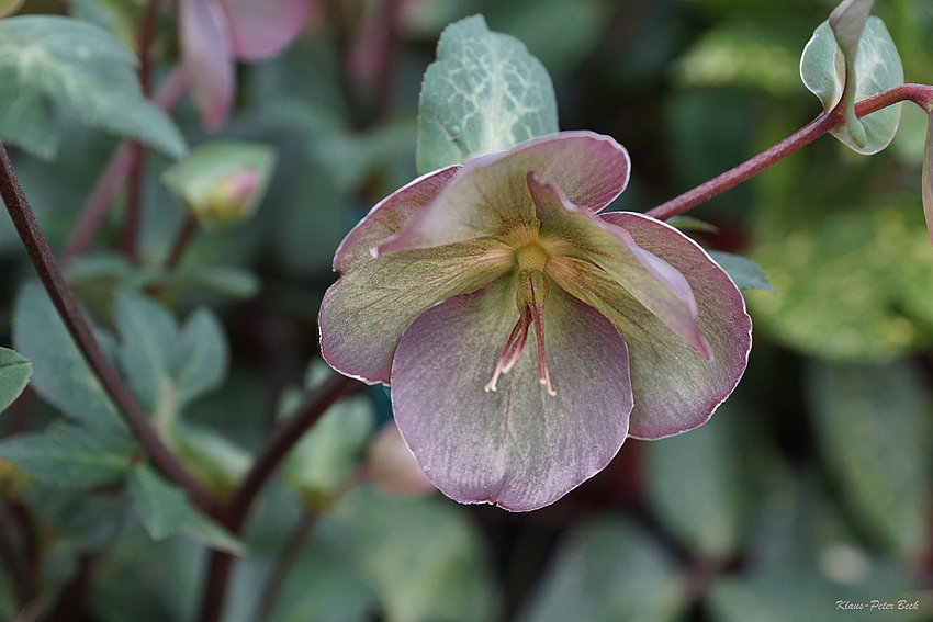 Mittwochsblümchen vom 17.04.2013