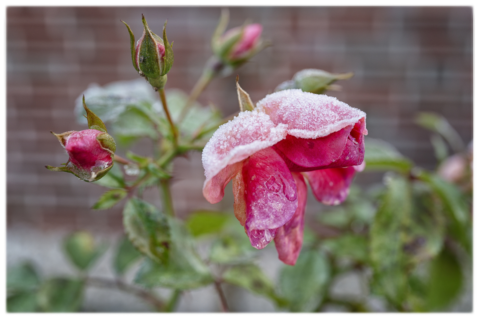 Mittwochsblümchen - vom Frost erwischt