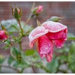 Mittwochsblümchen - vom Frost erwischt