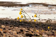 Mittwochsbluemchen vom kargen Ufer an der Nordsee