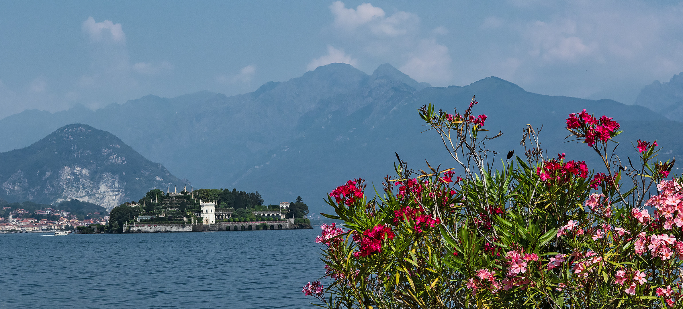 Mittwochsblümchen vom Lago Maggiore