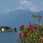 Mittwochsblümchen vom Lago Maggiore